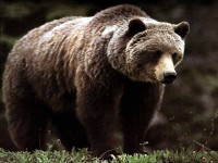 /album/vsetko-o-slovensku/ursus-arctos-jpg/