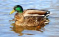 /album/fotogaleria/a640px-ducks-male-and-female-jpg2/
